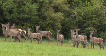 Jelenia zver priamo pri štátnej ceste (Ondavská vrchovina)